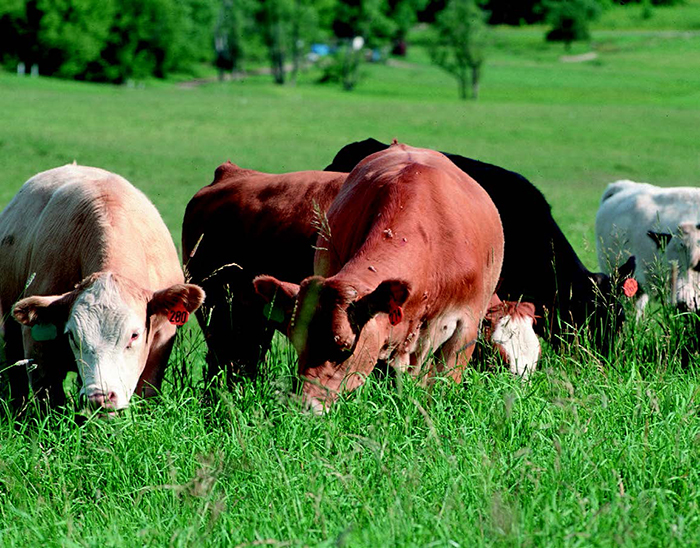 Livestock Gross Margin Insurance - Cattle