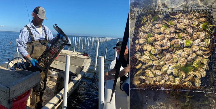 Oyster harvesting on the Gulf Coast – Panacea, FL, December 2022
