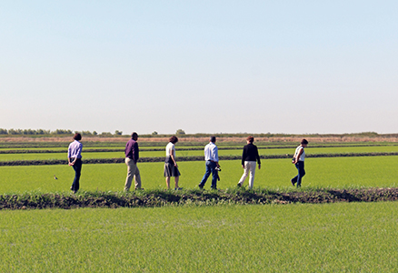 A USDA group tours rice fields in the Sacramento Valley of California
