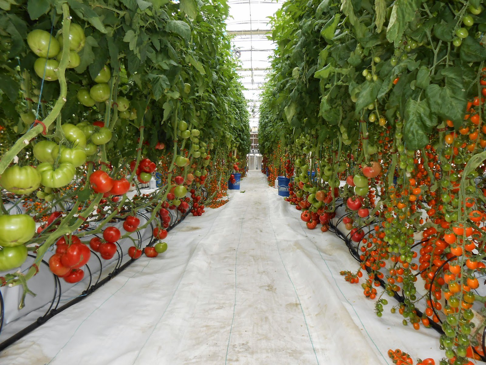 Tomato plants growing in controlled environment.