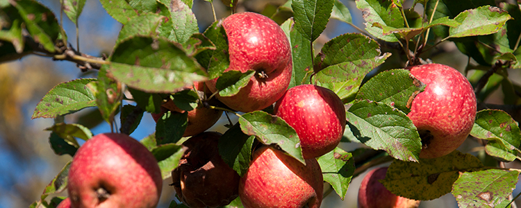 Connecticut apples