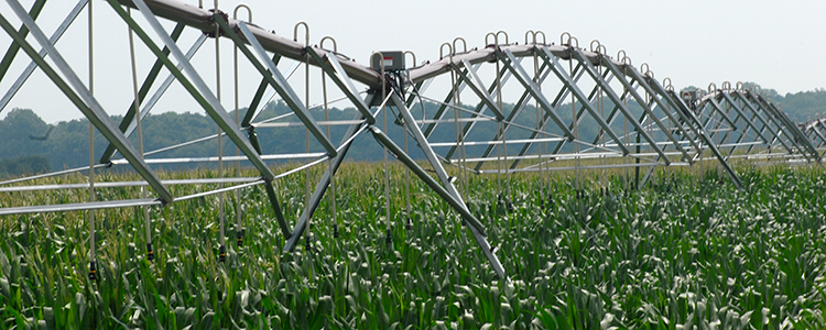 Delaware corn irrigation