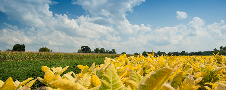 Tobacco, corn, and soybean field in Kentucky