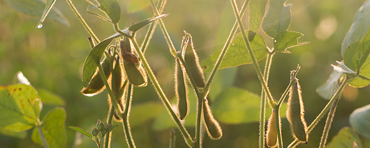 Louisiana Soybeans