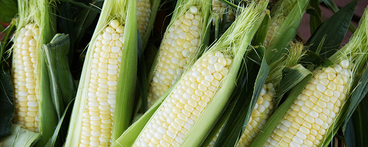 Minnesota Corn