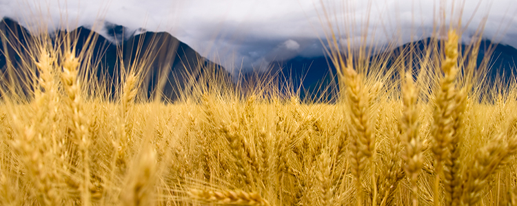Montana Wheat