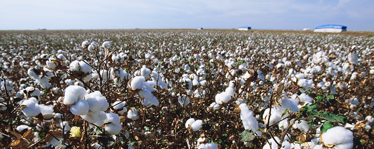 Oklahoma cotton field