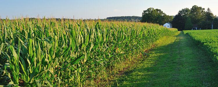 Pennsylvania Corn