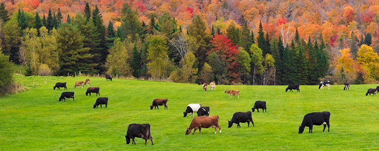 Vermont Cows