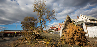 Hurricane damaged tree