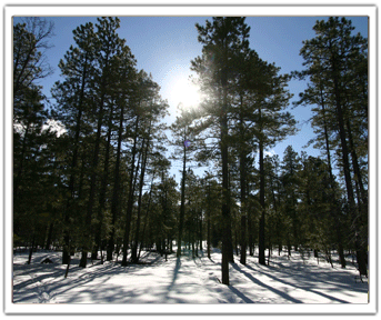 Pine plantation in winter