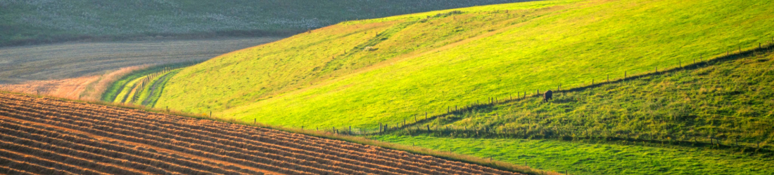 Rolling hills of pasture and cultivated field.
