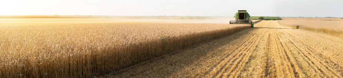 Combine harvesting wheat.