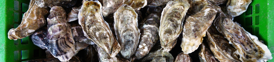 oysters