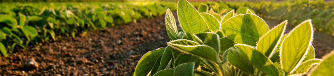 Soybeans at sundown