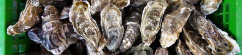 Oysters
