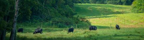 Cattle in field