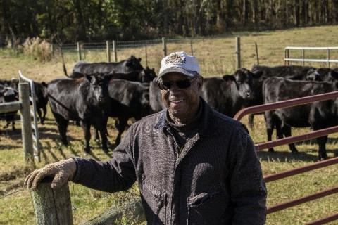 Person standing next fence with cattle in the background