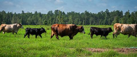 Cattle in a pasture
