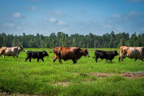 Cattle in a pasture