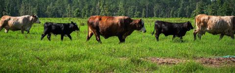 Cattle in pasture