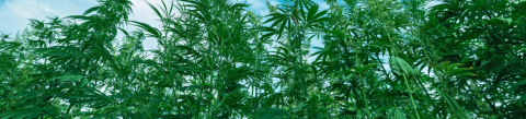 Hemp plants