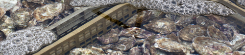 Oyster farm.